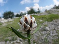 Centaurea deusta ssp deusta 3, Saxifraga-Jasenka Topic