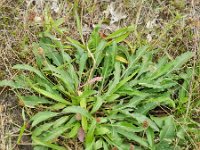 Centaurea jacea ssp jacea 49, Knoopkruid, Saxifraga-Rutger Barendse