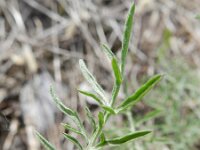 Centaurea paniculata 3, Saxifraga-Rutger Barendse
