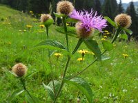 Centaurea phrygia ssp pseudophrygia 2, Saxifraga-Ed Stikvoort
