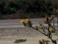 Centaurea solstitialis 1, Zomercentaurie, Saxifraga-Piet Zomerdijk