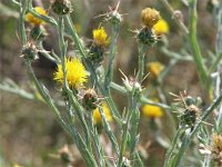 Centaurea solstitialis 2, Zomercentaurie, Saxifraga-Jasenka Topic
