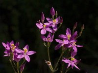 Centaurium erythraea ssp grandiflorum 12, Echt duizendguldenkruid, Saxifraga-Willem van Kruijsbergen