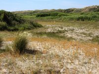Centaurium littorale 8, Strandduizendguldenkruid, Saxifraga-Hans Boll