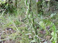 Cephalanthera damasonium 22, Bleek bosvogeltje, Saxifraga-Rutger Barendse