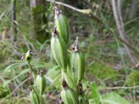 Cephalanthera damasonium 23, Bleek bosvogeltje, Saxifraga-Rutger Barendse