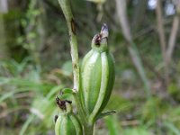 Cephalanthera damasonium 28, Bleek bosvogeltje, Saxifraga-Rutger Barendse