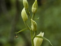 Cephalanthera damasonium 4, Bleek bosvogeltje, Saxifraga-Jan van der Straaten