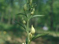 Cephalanthera damasonium 5, Bleek bosvogeltje, Saxifraga-Hans Dekker