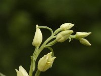 Cephalanthera damasonium 6, Bleek bosvogeltje, Saxifraga-Jan van der Straaten