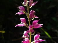 Cephalanthera kurdica 2, Saxifraga-Hans Dekker