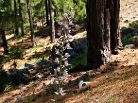 Cephalanthera kurdica 4, Saxifraga-Hans Dekker