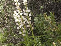 Cephalanthera longifolia 11, Wit bosvogeltje, Saxifraga-Rien Schot