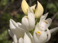 Cephalanthera longifolia 12, Wit bosvogeltje, Saxifraga-Rien Schot