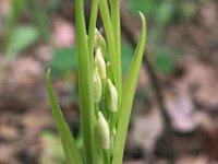 Cephalanthera longifolia 33, Wit bosvogeltje, Saxifraga-Hans Dekker