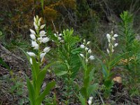 Cephalanthera longifolia 38, Wit bosvogeltje, Saxifraga-Ed Stikvoort