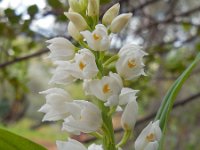 Cephalanthera longifolia 39, Wit bosvogeltje, Saxifraga-Ed Stikvoort