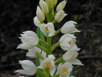 Cephalanthera longifolia 41, Wit bosvogeltje, Saxifraga-Ed Stikvoort