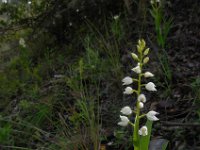 Cephalanthera longifolia 42 Wit bosvogeltje, Saxifraga-Ed Stikvoort