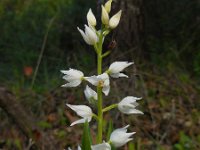 Cephalanthera longifolia 43, Wit bosvogeltje, Saxifraga-Ed Stikvoort