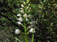 Cephalanthera longifolia 44, Wit bosvogeltje, Saxifraga-Ed Stikvoort