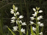 Cephalanthera longifolia 5, Wit bosvogeltje, Saxifraga-Marijke Verhagen