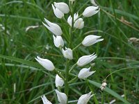 Cephalanthera longifolia 52, Wit bosvogeltje, Saxifraga-Harry Jans
