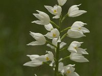 Cephalanthera longifolia 7, Wit bosvogeltje, Saxifraga-Jan van der Straaten