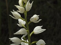 Cephalanthera longifolia 8, Wit bosvogeltje, Saxifraga-Marijke Verhagen