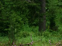 Cephalanthera rubra 30, Rood bosvogeltje, Saxifraga-Dirk Hilbers
