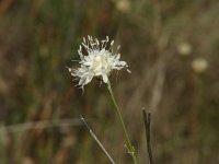 Cephalaria leucantha 4, Saxifraga-Jasenka Topic