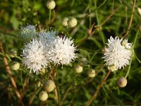 Cephalaria leucantha 6, Saxifraga-Jasenka Topic
