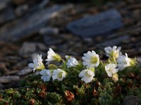 Cerastium alpinum 17, Saxifraga-Jonathan Vandevoorde