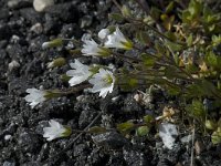 Cerastium alpinum 2, Saxifraga-Willem van Kruijsbergen