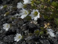 Cerastium alpinum 3, Saxifraga-Willem van Kruijsbergen
