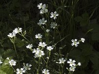 Cerastium arvense ssp arvense 8, Akkerhoornbloem, Saxifraga-Jan van der Straaten