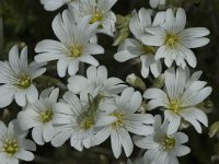Cerastium arvense ssp strictum 19, Saxifraga-Marijke Verhagen