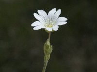 Cerastium arvense ssp strictum 20, Saxifraga-Jan van der Straaten