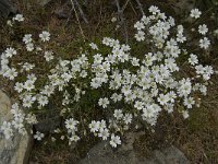 Cerastium arvense ssp strictum 23, Saxifraga-Willem van Kruijsbergen