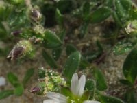 Cerastium diffusum 22, Scheve hoornbloem, Saxifraga-Rutger Barendse
