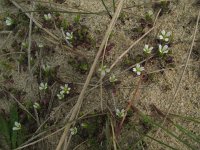Cerastium diffusum 25, Scheve hoornbloem, Saxifraga-Rutger Barendse