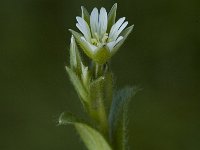 Cerastium fontanum ssp vulgare 10, Gewone hoornbloem, Saxifraga-Jan van der Straaten