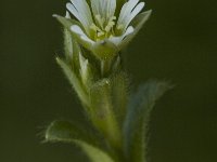 Cerastium fontanum ssp vulgare 7, Gewone hoornbloem, Saxifraga-Jan van der Straaten