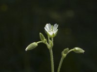 Cerastium fontanum ssp vulgare 8, Gewone hoornbloem, Saxifraga-Jan van der Straaten