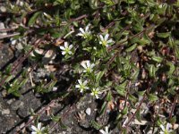 Cerastium fontanum ssp vulgare 9, Gewone hoornbloem, Saxifraga-Peter Meininger