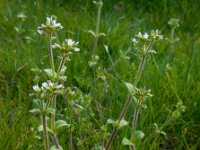 Cerastium glomeratum 10, Kluwenhoornbloem, Saxifraga-Ed Stikvoort