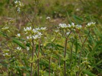 Cerastium glomeratum 12, Kluwenhoornbloem, Saxifraga-Ed Stikvoort