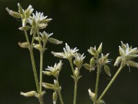 Cerastium glomeratum 13, Kluwenhoornbloem, Saxifraga-Willem van Kruijsbergen