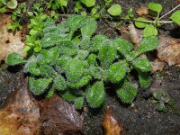 Cerastium glomeratum 4, Kluwenhoornbloem, Saxifraga-Rutger Barendse