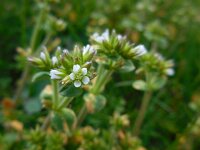 Cerastium glomeratum 6, Kluwenhoornbloem, Saxifraga-Ed Stikvoort